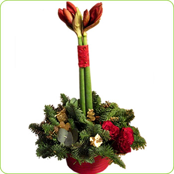 Amaryllis Arrangement