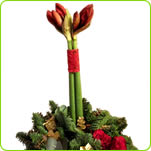 Amaryllis Arrangement