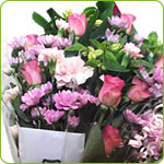 Mothers Delight Pic - £30.00